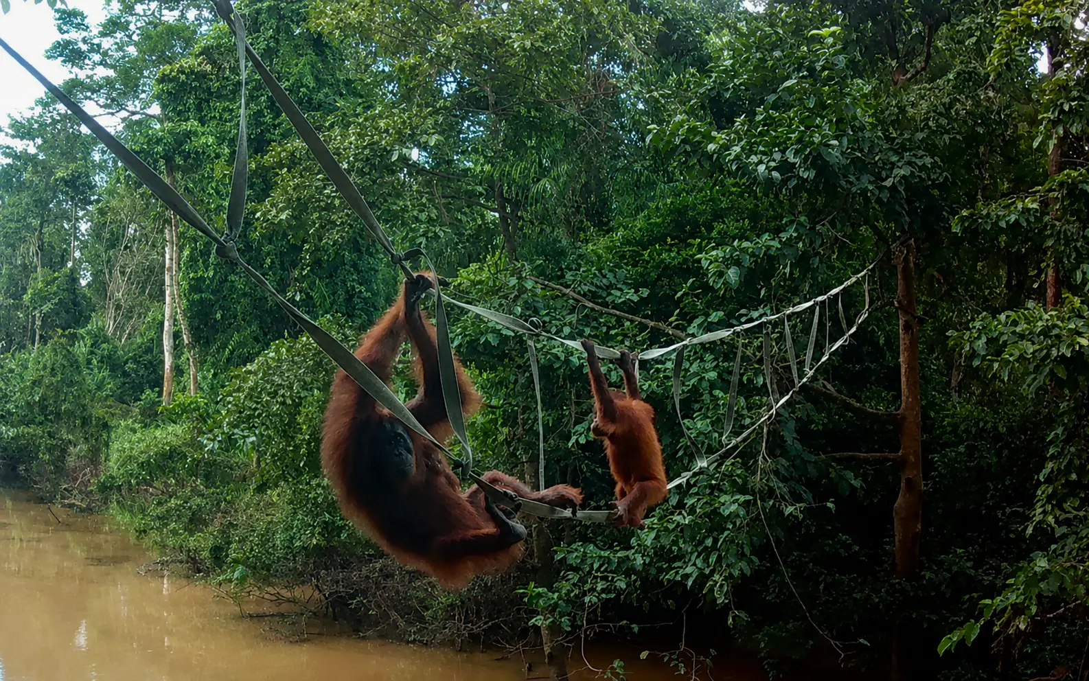 Wild orangutans using the rope bridge at Sungai Pin Conservation Area